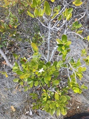 Atractocarpus