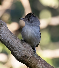 Thamnophilus pelzelni