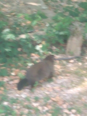 Marmota monax
