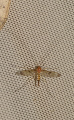 Macrocera phalerata