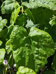 Colomerus vitis