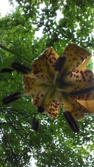 Lilium superbum