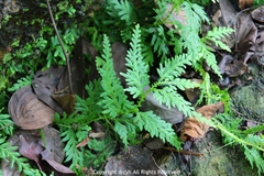 Selaginella delicatula