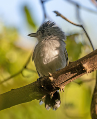 Thamnophilus pelzelni
