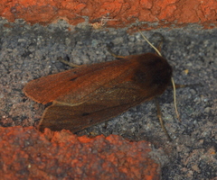Phragmatobia assimilans