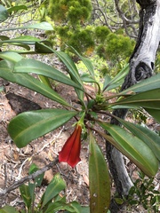 Thiollierea