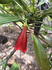 Thiollierea