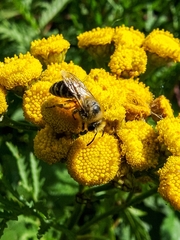 Colletes daviesanus
