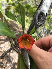 Thiollierea