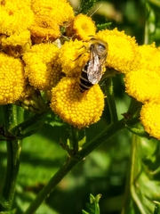 Colletes daviesanus