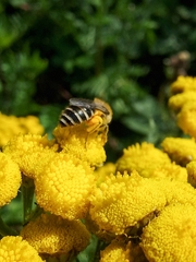 Colletes daviesanus