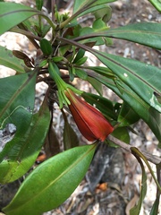 Thiollierea