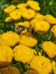 Colletes daviesanus