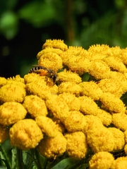 Colletes daviesanus