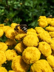 Colletes daviesanus