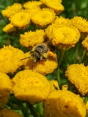 Colletes daviesanus