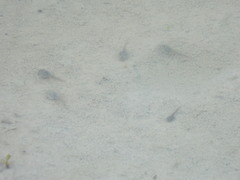 Anaxyrus boreas