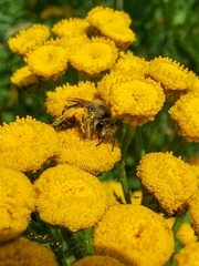 Colletes daviesanus