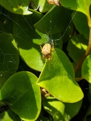 Araneus diadematus
