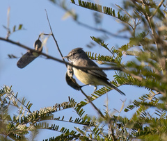 Serpophaga griseicapilla