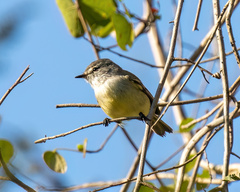 Serpophaga griseicapilla