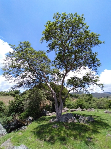 Psidium guajava - Whole tree
