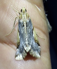 Loxostege albiceralis