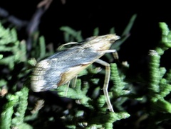 Loxostege albiceralis
