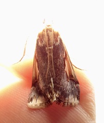 Loxostege albiceralis