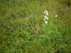 Habenaria heyneana