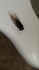 Neotibicen lyricen