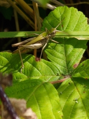 Chorthippus brunneus