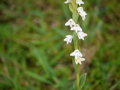 Habenaria heyneana