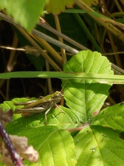 Chorthippus brunneus