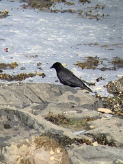 Corvus corone
