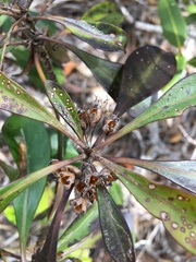 Thiollierea artensis