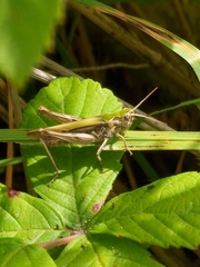 Chorthippus brunneus