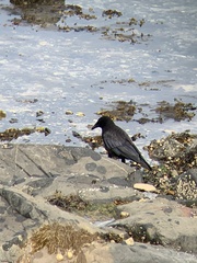 Corvus corone