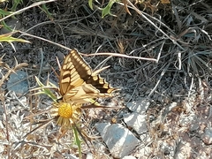 Papilio machaon melitensis