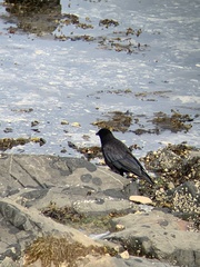 Corvus corone