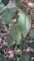 Miconia submontana