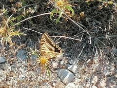 Papilio machaon melitensis