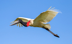 Jabiru photo 1