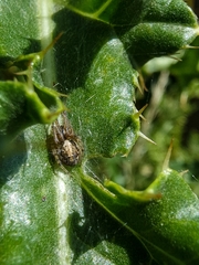 Zygiella x-notata