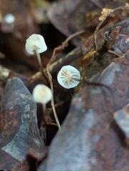 Mycena albiceps