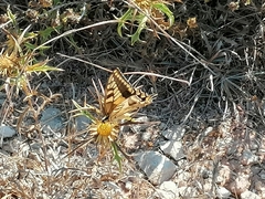 Papilio machaon melitensis