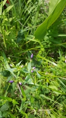 Phlox glaberrima interior