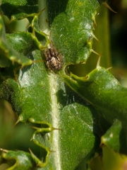 Zygiella x-notata