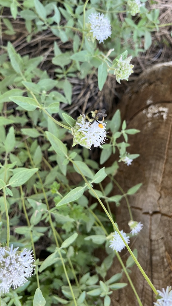 Blacktailed Bumble Bee from Lake Tahoe Basin Management Unit, Tahoe City, CA, US on July 14