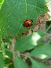 Adalia bipunctata